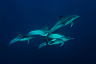 Dolphins Dolphins